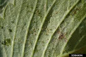 Image result for spider mites on cucumbers