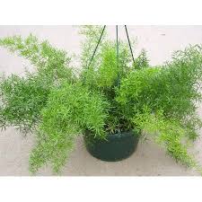 Pin On Asparagus Fern