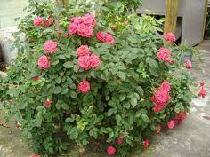Miniature rose bushes are hybrid roses that are bred to remain small in size. 48 Miniature Roses Ideas Rose Plants Flowers