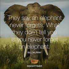 It's a common saying, and people have believed that elephants have incredible in reality, an elephant never forgets is a generalization that's not true all the time because all elephants forget things from time to time. Insighttimer On Twitter They Say An Elephant Never Forgets What They Don T Tell You Is You Never Forget An Elephant Wisdom Quote Https T Co M5xzpfjqrn