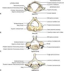 To learn more about upper cervical chiropractic care and the benefits an atlas realignment procedure could have for you, contact a practitioner in your area today. 2 The Back Pocket Dentistry