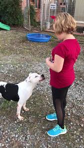 We take the adoption process seriously and monitor breeders closely, so you can feel at ease knowing that you're dealing with a credible dog. All About Animals Rescue Home Facebook