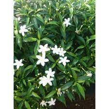 Check spelling or type a new query. Bunga Melati Jepang Atau Bunga Sabrina Tanaman Hias Hida Bibit Shopee Indonesia