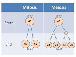 During fertilization, the two nuclei of the two gametes fuse with each other. Mitosis Vs Meiosis Updated Biology Classroom Mitosis Biology Lessons