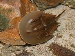 Atlantic Horseshoe Crab Wikipedia