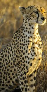 Discover Interesting Facts About A Wild Cheetah On How It Hunts Running Speed And How It Looks Like Big Cats Photography Animals Wild Animal Photography
