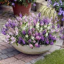 Angelonia Plants Serena Mix Suttons Seeds And Plants Annual I Am Going To Make One Just Like This Patio Plants Garden Containers Container Gardening
