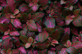 I've got pics on my blog (along with a lot of updates about other yellow the a nice dark green. 23 Colorful Houseplants To Warm Up Your Winter Gardener S Path