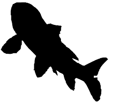 Make A Silhouette Fish Silhouette Silhouette Koi Art