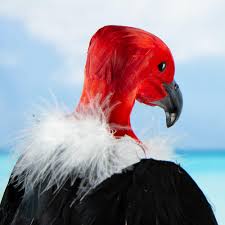 Amazon.com: Black Feathered Artificial Vulture by Factory Direct Craft for  Halloween Decorations and Haunted House Displays : Home & Kitchen