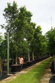 Image result for Swietenia