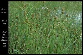 Image result for Cladium mariscus