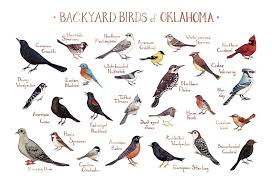 Birds Native To Oklahoma Oklahoma Backyard Birds Field Guide Art Print Watercolor Birds Of Georgia Backyard Birds Bird Poster