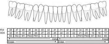 See full list on doralsedationdentistry.com Lower Dentition Fdi Dental Formula Ada Tooth Numbering And Tooth Download Scientific Diagram