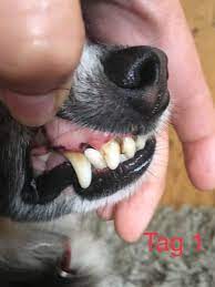 Zahnhygiene Beim Hund Das Drama Um Saubere Zahne Elbpfoten Hamburg Harvestehude Eppendorf Alster