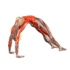 Upward Bow Pose With Straight Legs Urdhva Dhanurasana With Straight Legs Yoga Poses Yoga Com Yoga Muscles Yoga Anatomy Yoga Help