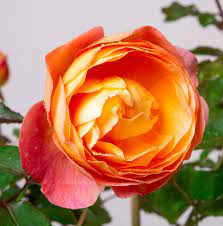 Dashing, vivacious and original (as was her namesake), each flower is a composite of colours beginning with a dark red bud, streaked with orange, opening up to a 45 petalled. Englische Strauchrose Lady Emma Hamilton Rosa Lady Emma Hamilton Gunstig Online Kaufen