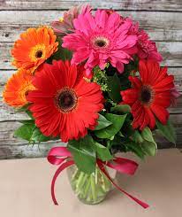 Gerbera daisies are known by the scientific name of gerbera jamesonii. Gerbera Daisies By The Dizzy Daisy