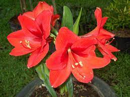 Beautiful flowers bulb flowers plants love flowers fragrant flowers spring flowering bulbs amazing flowers flowers spring flowers. Amaryllis Orange Sovereign In Bloom Grandes Jardines De Eleanor
