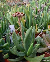 Image result for Hereroa