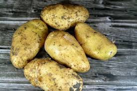 Image result for Solanum tuberosum