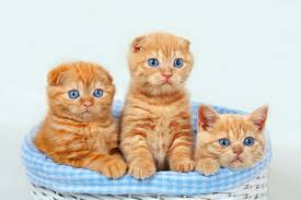 Some claim it represents the virgin mary while others. 20 Interesting Facts About The Beautiful Orange Tabby Cat Cat Appy