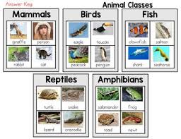 Animal Classification Sort Mammals Birds Fish Reptiles And Amphibians Animal Classification Amphibians Reptiles