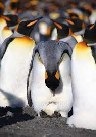 King Penguin Egg Penguin Egg King Penguin Penguins
