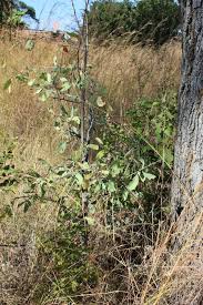 Image result for Elephantorrhiza goetzei
