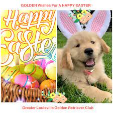 We encourage our membership to promote goodwill and be effective and ethical ambassadors for our breed. Greater Louisville Golden Retriever Club Posts Facebook