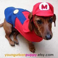 Super Mario Costume Adorable Dogs 3 Pinterest Perros Perros Disfrazados And Disfraces Para Perros
