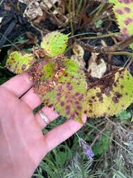 Image result for Cercospora hydrangea