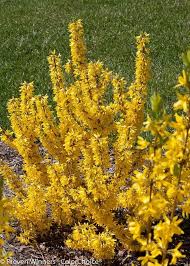 Show Off Sugar Baby Forsythia Ninbus Ppaf Compact 4 Pot Proven Winners Proven Winners Plants Planting Shrubs Dwarf Plants