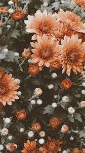 Flower Aesthetic Wallpapers Wallpaper Cave Looking for the best aesthetic wallpapers? flower aesthetic wallpapers wallpaper