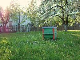 Bienen sind wichtige helfer im garten. Warum Bienen Im Garten Sinnvoll Sind Plantura