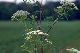 Image result for Conium