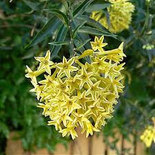 Image result for Cestrum parqui