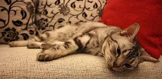 Das sofa selbst habe ich anfangs mit einem kärcher waschsauger gereinigt (extra gekauft). Katze Pinkelt Auf Sofa Hier Bekommst Du Schnelle Hilfe