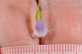 Image result for Torenia crustacea