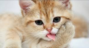 Gratis untuk komersial tidak perlu kredit bebas hak cipta. Wallpaper Kucing Lucu Cat Mammal Small To Medium Sized Cats Whiskers Felidae Carnivore Nose Kitten Skin Snout 1294589 Wallpaperkiss