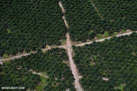Boustead plantations bhd (bpb) is acquiring 4,915.25 hectares of oil palm plantation land in sandakan, together with a palm oil mill for rm397 million cash. Embattled Palm Oil Giant Announces Sustainability Policy But Fails To Win Over Critics