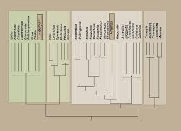 Image result for Droguetia