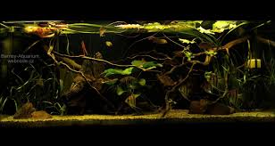 Amazon Biotope Tank Aquarium Fish Tank Nature Aquarium Aquascape Aquarium