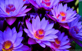 Blue Lotus Flower Wallpapers Hd For Desktop In High Resolution Desktop Background Desktop, tablet, iphone 8, iphone 8 plus, iphone x, sasmsung galaxy, etc. blue lotus flower wallpapers hd for