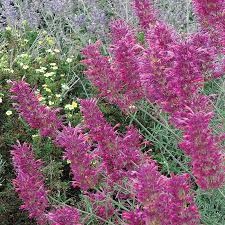 Find top pet friendly apartments in las cruces, nm! Desert Solstice Hummingbird Mint Agastache Desert Solstice High Country Gardens