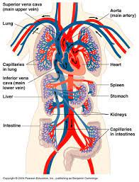 Anatomy For The Cardiovascular System Quizizz
