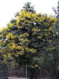 Image result for Peltophorum pterocarpum