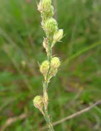 Image result for Kotschya strigosa