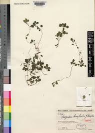 Image result for Droguetia