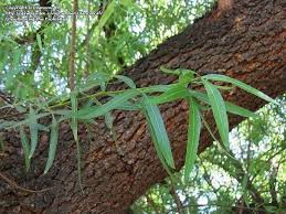 Image result for Searsia acuminatissima